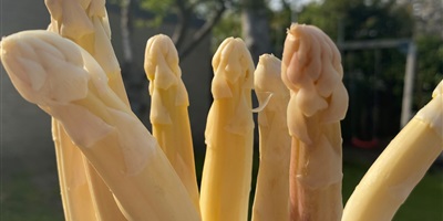 asperges