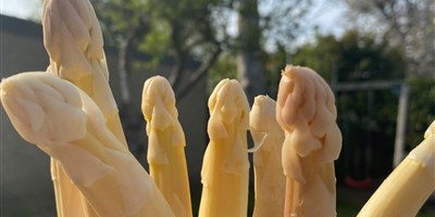 asperges